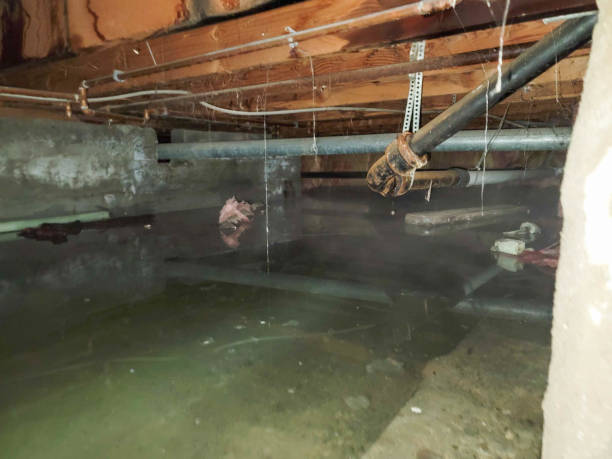 Best Flood restoration services  in Powhatan Point, OH